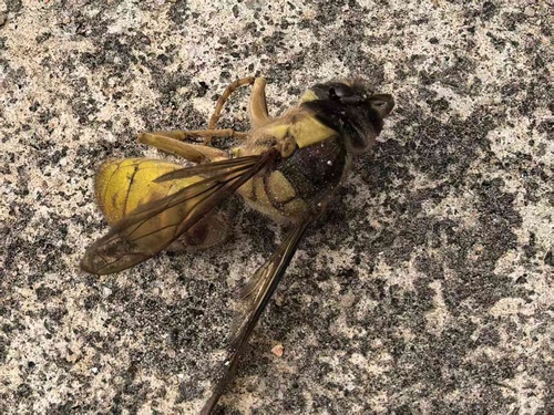 Black Shield Hornet
