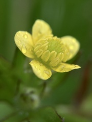 Ranunculus cantoniensis