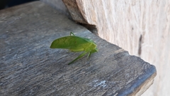 Phylloptera