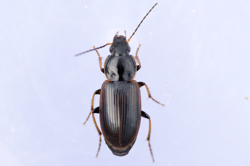 Sooty Harp Ground Beetle