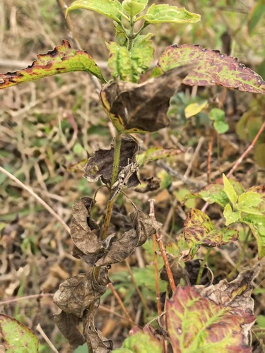 Carinate Locust