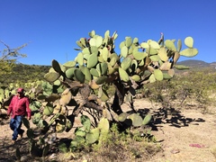 Opuntia hyptiacantha