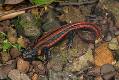 Kweichow Crocodile Newt photo 1