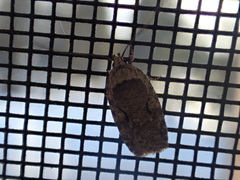 Agonopterix curvilineella