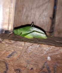 Phylloptera