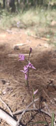 Red Helleborine