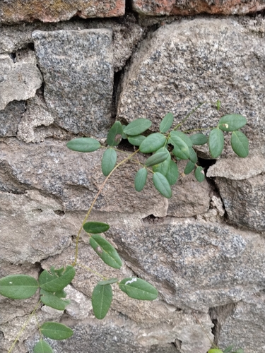 Camptosema rubicundum