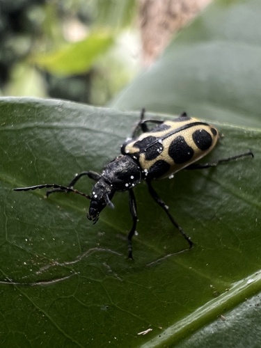 Astylus variegatus