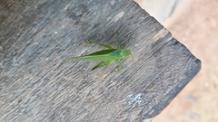 Phylloptera