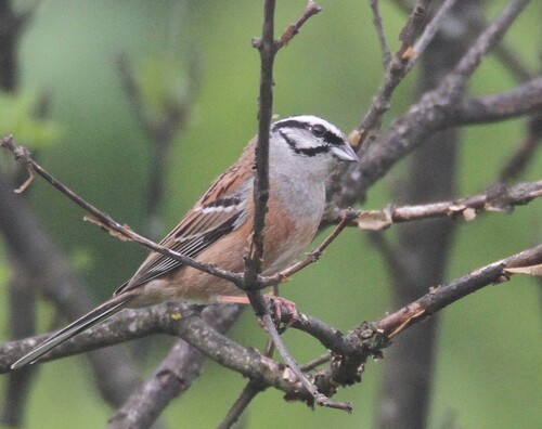 Rock Bunting