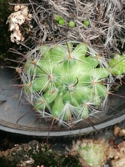 Mammillaria jaliscana jaliscana