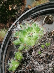 Mammillaria jaliscana jaliscana