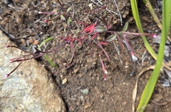 Epilobium minutum, photograph author not stated, no rights reserved