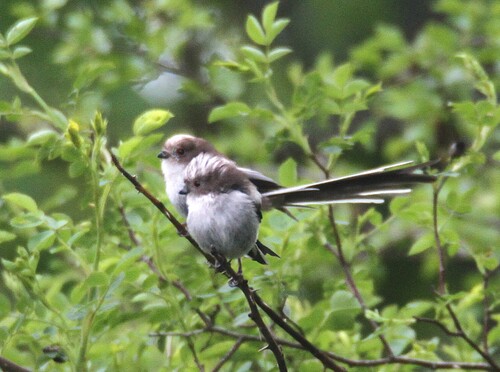 Long-tailed Tit