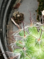 Mammillaria jaliscana jaliscana