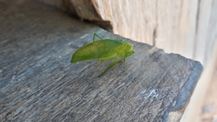 Phylloptera