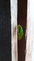 Phylloptera