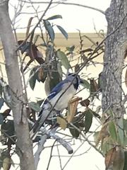 Cyanocitta cristata