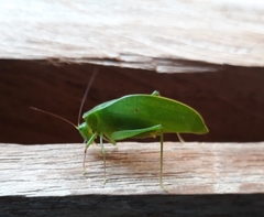 Phylloptera