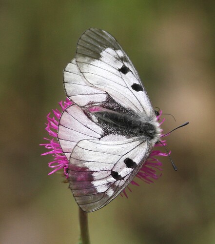 Clouded Apollo