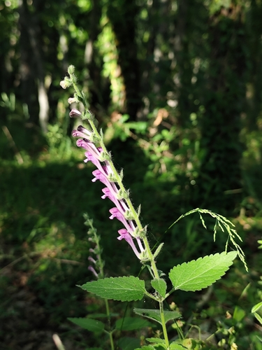 Scutellaria columnae, photograph 5