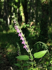 Scutellaria columnae, photograph (c) Francesco Santoro, some rights reserved (CC BY)