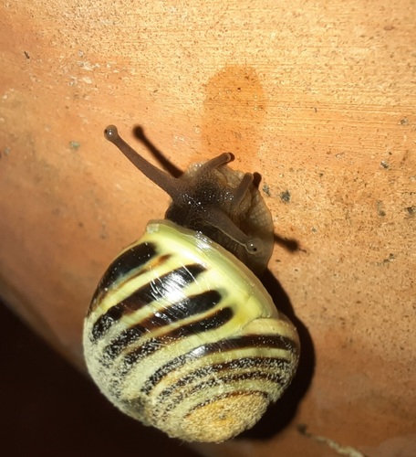 White-lipped Snail
