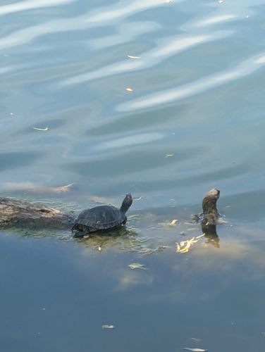 Rotwangen-Schmuckschildkröte