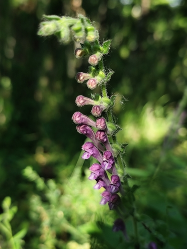 Scutellaria columnae, photograph 6