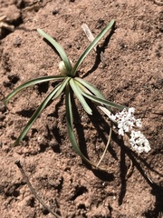 Lomatium linearifolium