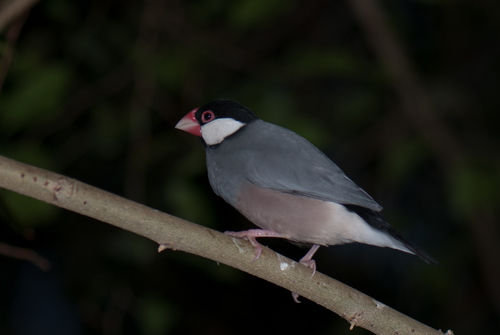 Java Sparrow