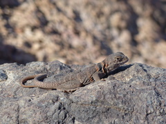 Crotaphytus nebrius
