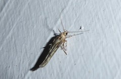 Stathmopoda plumbiflua