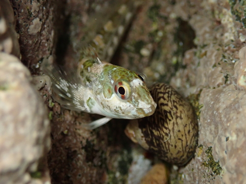 Shanny (Lipophrys pholis) — Blenniidae — 3