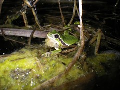 Hyla intermedia
