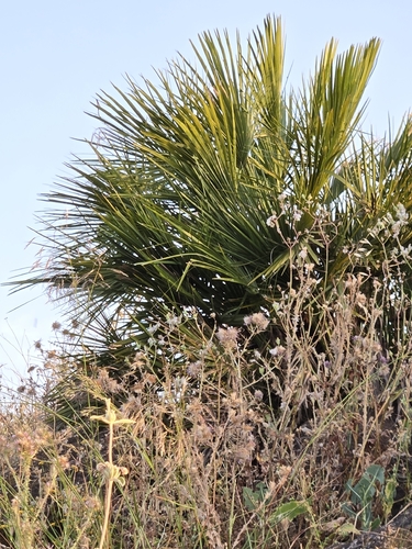 Mediterranean fan palm