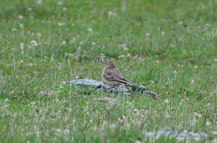 Geositta cunicularia
