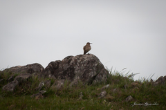 Geositta cunicularia