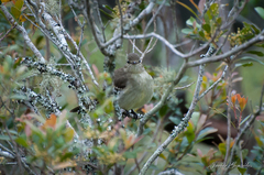 Elaenia sordida