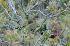 Elaenia sordida