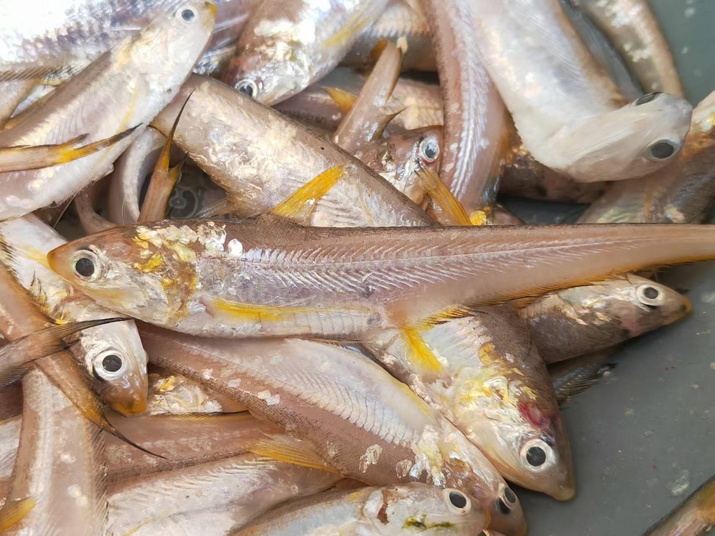 Anchovies (Coilia mystus) — Engraulidae