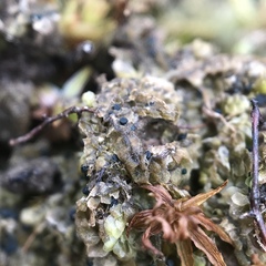 Mniaecia jungermanniae