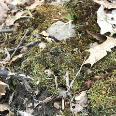 Mniaecia jungermanniae