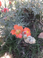 Sphaeralcea coccinea