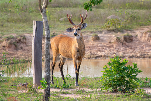 Marsh Deer, photo 7 of 7