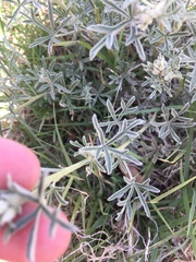 Sphaeralcea coccinea