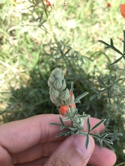 Sphaeralcea coccinea