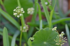 Hydrocotyle tribotrys