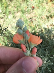 Sphaeralcea coccinea