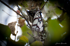 Adelpha zea